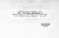 Puccinia epilobii image